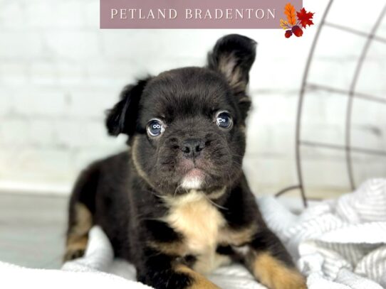 [#18575] Black & Tan Male Fluffy French Bulldog Puppies for Sale