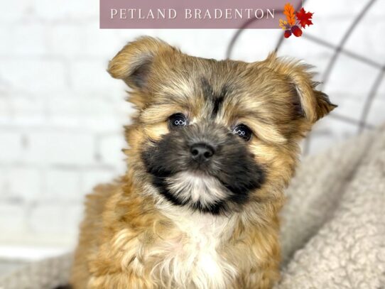 [#18566] Sable Male Morkie Puppies for Sale