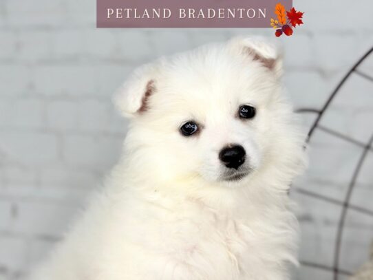 [#18564] White Female American Eskimo Dog Puppies for Sale