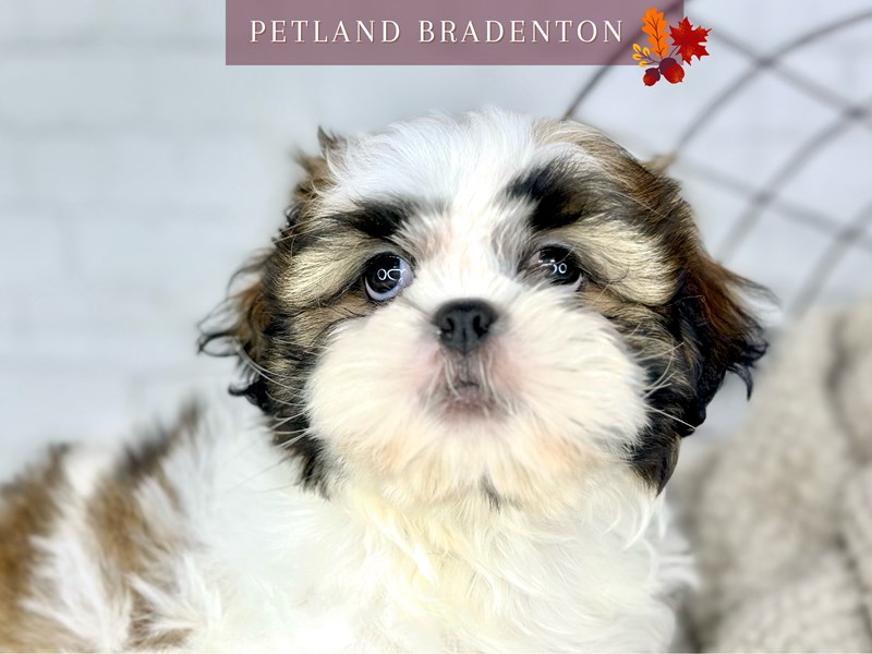 Shih Tzu - 18572 Image #1