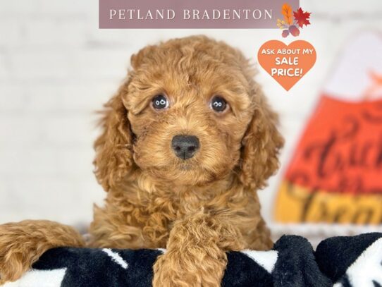 [#18490] Dark Red Female Miniature Poodle Puppies for Sale