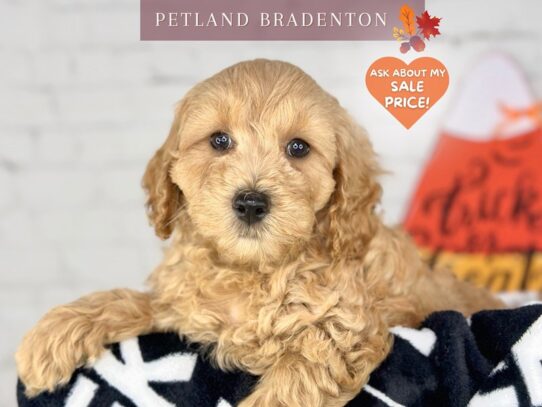 [#18491] Buff Male Cockadoodle Puppies for Sale