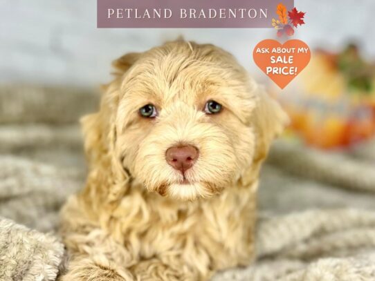 [#18506] Buff Female Cockadoodle Puppies for Sale