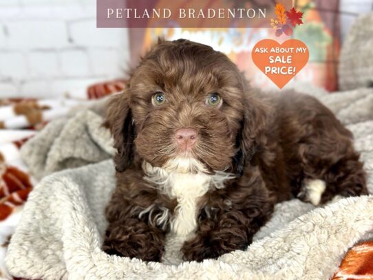 [#18502] Chocolate Male Cockapoo Puppies for Sale