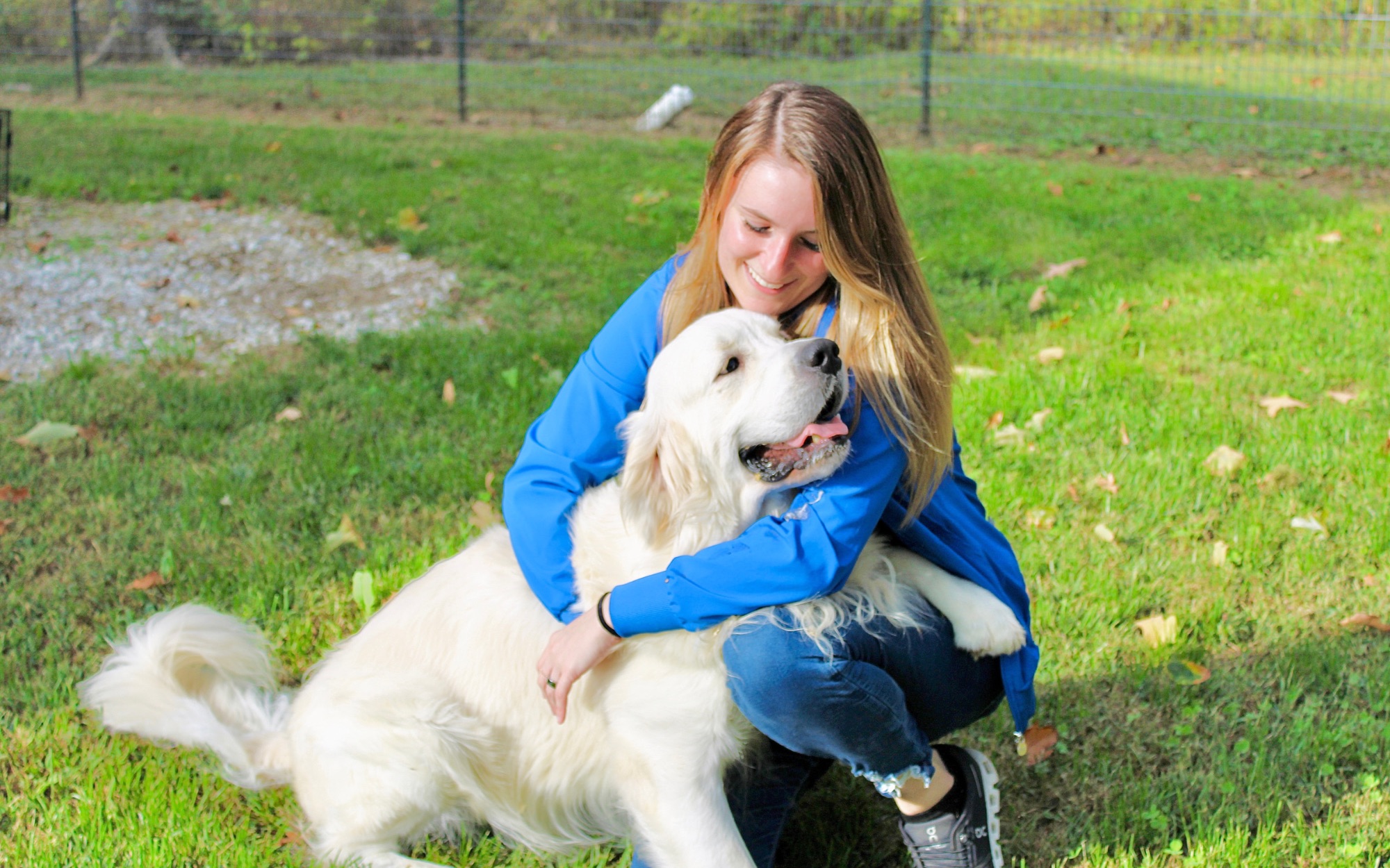Available Puppies for Sale banner