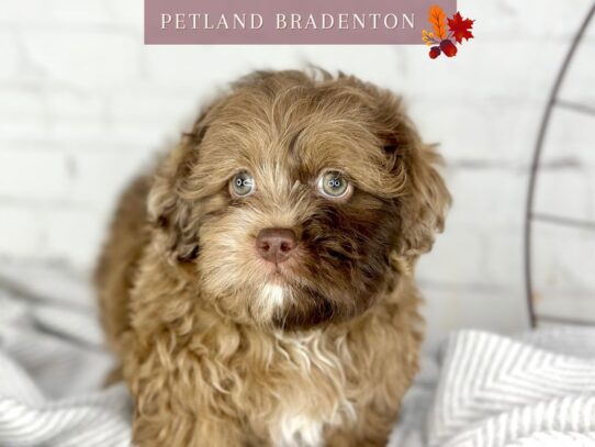 [#18559] Chocolate Merle Male Shihpoo Puppies for Sale