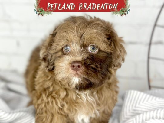 [#18559] Chocolate Merle Male Shihpoo Puppies for Sale