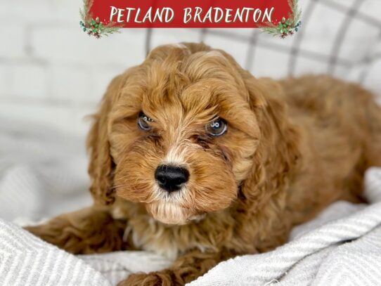 [#18561] Ruby & White Male Cavapoo Puppies for Sale