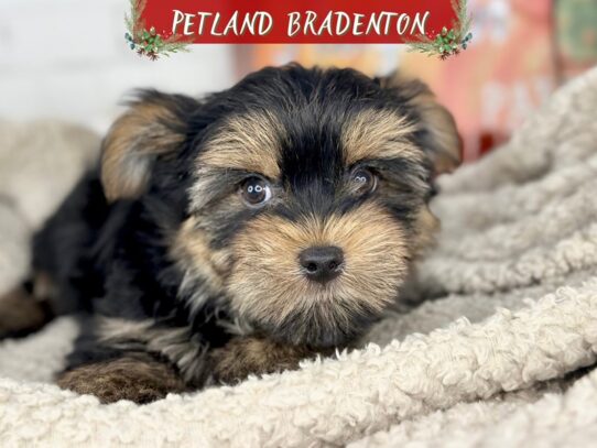 [#18511] Black & Tan Male Morkie Puppies for Sale