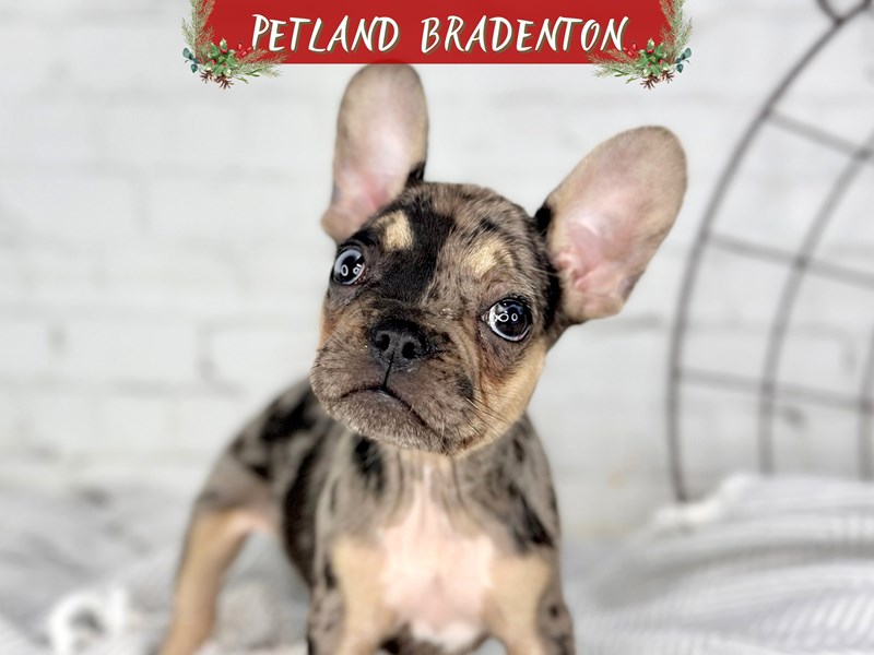 Puppies for Sale Near You Petland Bradenton Pet Store Florida