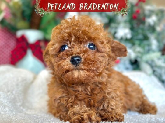[#18590] Mahogany Red Female Toy Poodle Puppies for Sale
