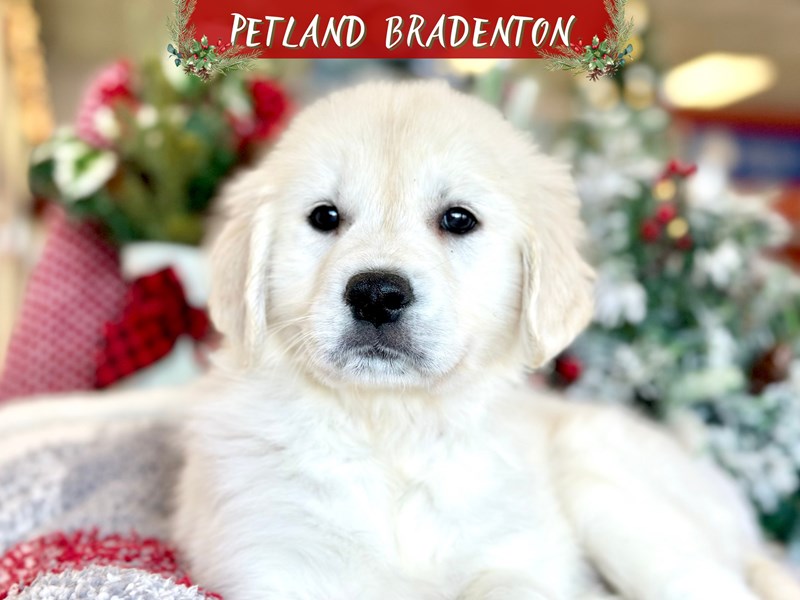 Puppies for Sale Near You Petland Bradenton Pet Store Florida