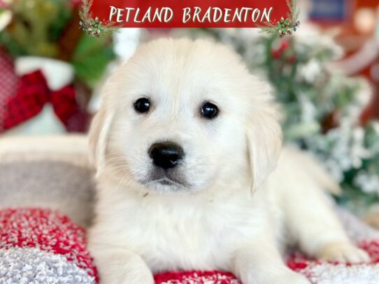 [#18596] English Cream Male Golden Retriever Puppies for Sale