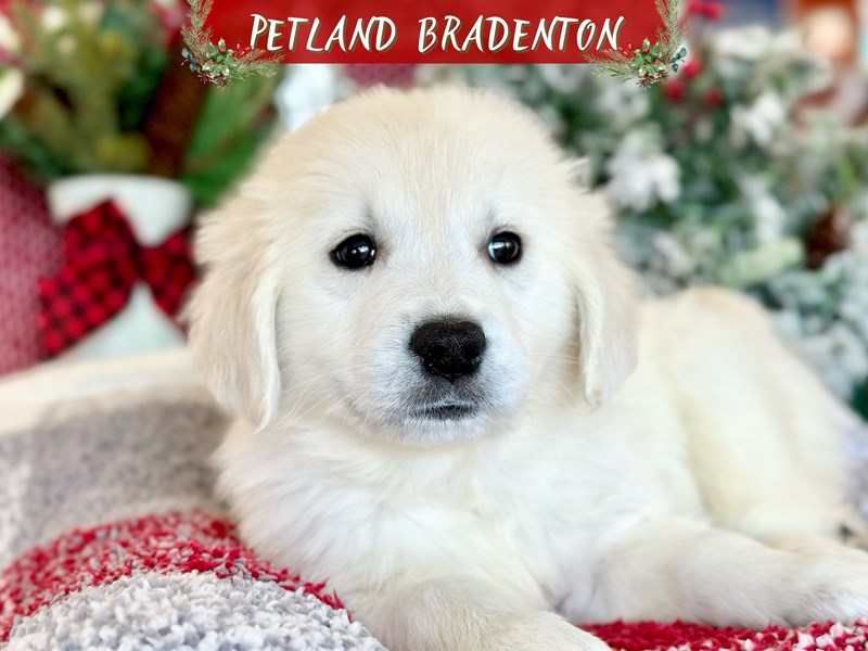 Puppies for Sale Near You Petland Bradenton Pet Store Florida