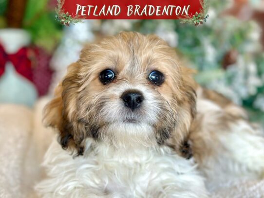 [#18581] Sable & White Male Teddy Bear Puppies for Sale