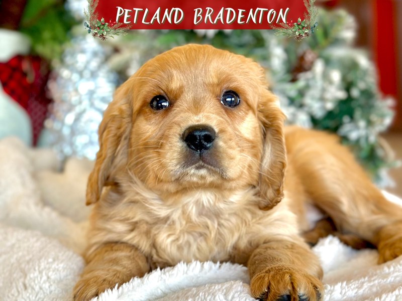Puppies for Sale Near You Petland Bradenton Pet Store Florida