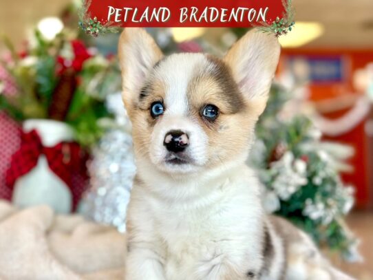 [#18588] Blue Merle Tri Female Pembroke Welsh Corgi Puppies for Sale