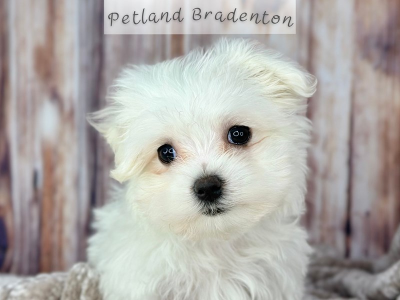 Available Pets Page 2 of 3 Petland Bradenton, Florida