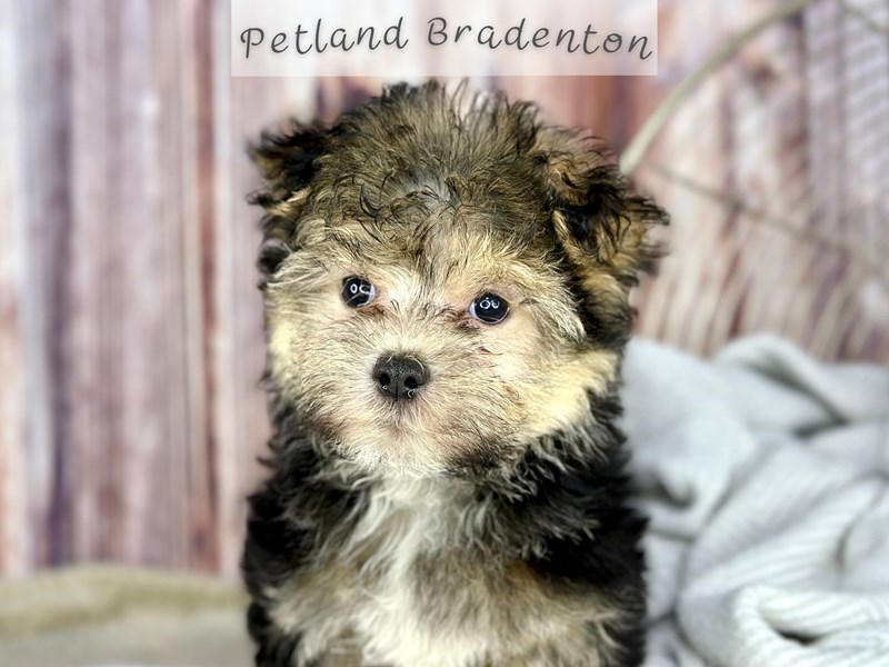 Puppies for Sale Near You Petland Bradenton Pet Store Florida