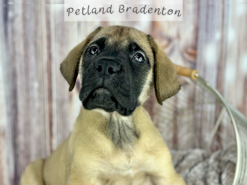 Puppies for Sale Near You Petland Bradenton Pet Store Florida
