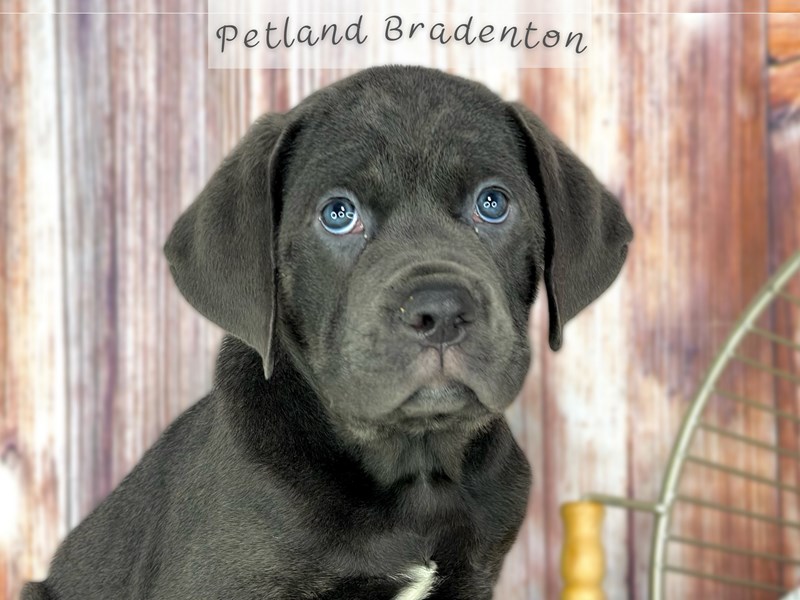 Puppies for Sale Near You Petland Bradenton Pet Store Florida