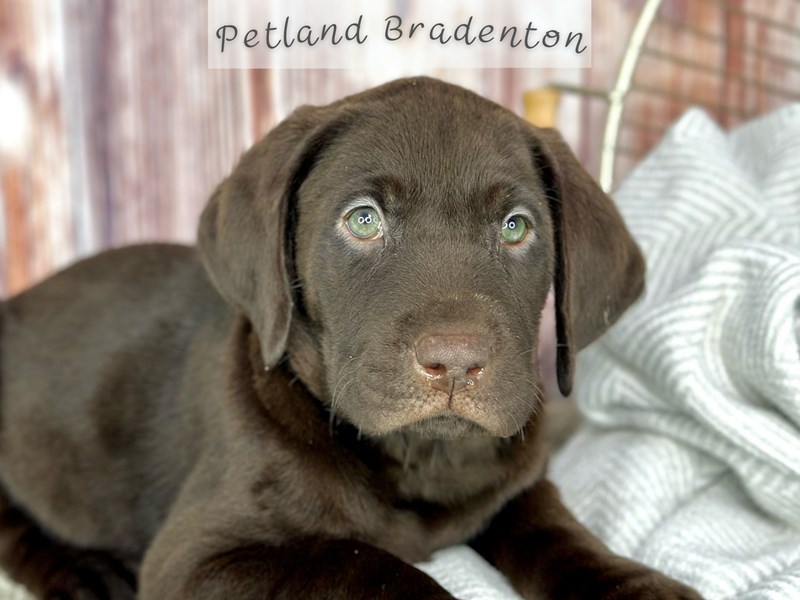 Puppies for Sale Near You Petland Bradenton Pet Store Florida