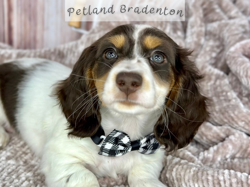 Puppies for Sale Near You Petland Bradenton Pet Store Florida