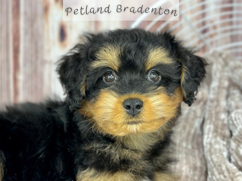 Puppies for Sale Near You Petland Bradenton Pet Store Florida