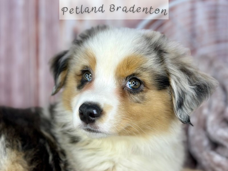 Puppies for Sale Near You Petland Bradenton Pet Store Florida