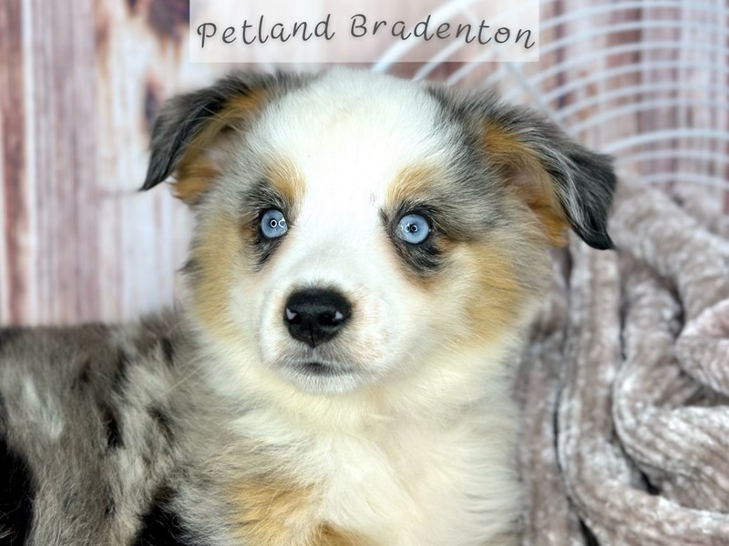Puppies for Sale Near You Petland Bradenton Pet Store Florida