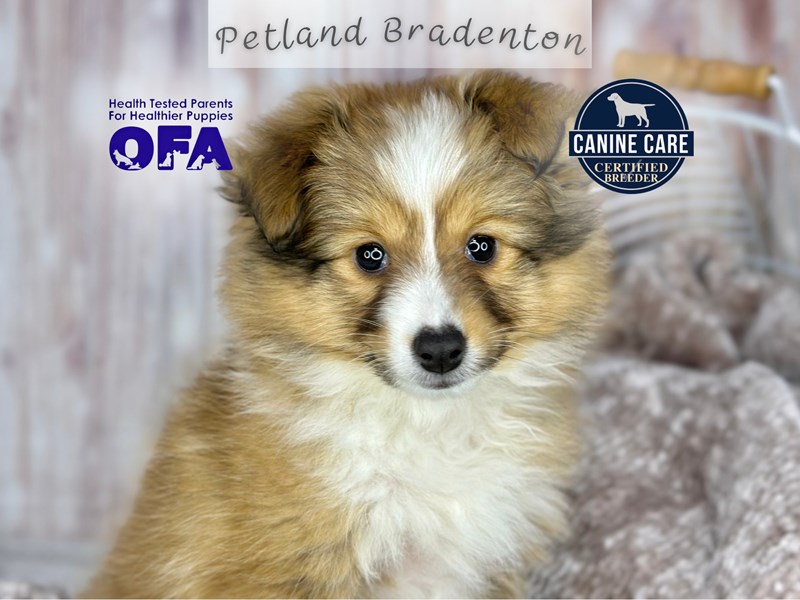 Puppies for Sale Near You Petland Bradenton Pet Store Florida