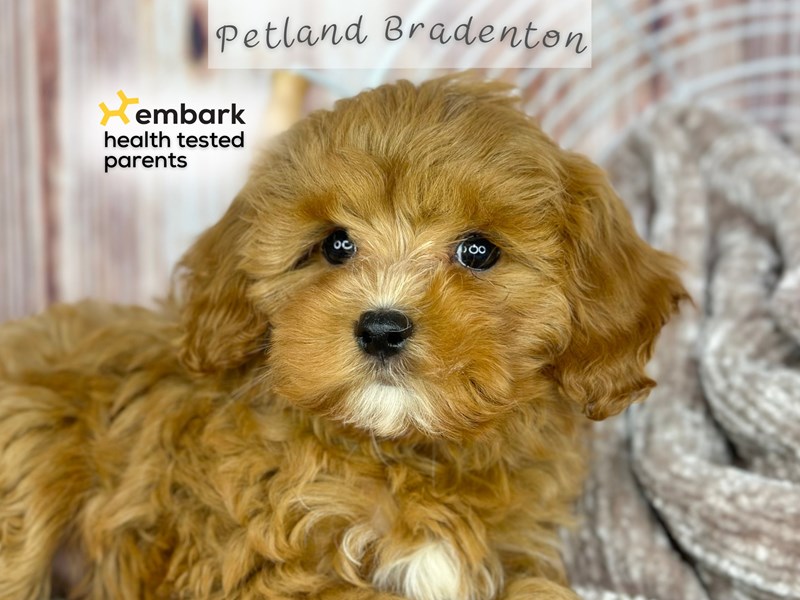 Puppies for Sale Near You Petland Bradenton Pet Store Florida