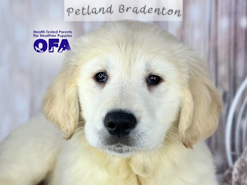 Puppies for Sale Near You Petland Bradenton Pet Store Florida