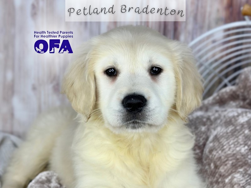Puppies for Sale Near You Petland Bradenton Pet Store Florida