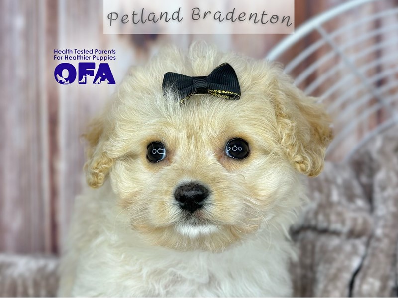 Puppies for Sale Near You Petland Bradenton Pet Store Florida