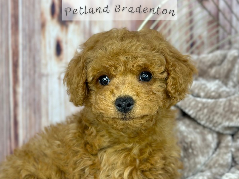 Puppies for Sale Near You Petland Bradenton Pet Store Florida