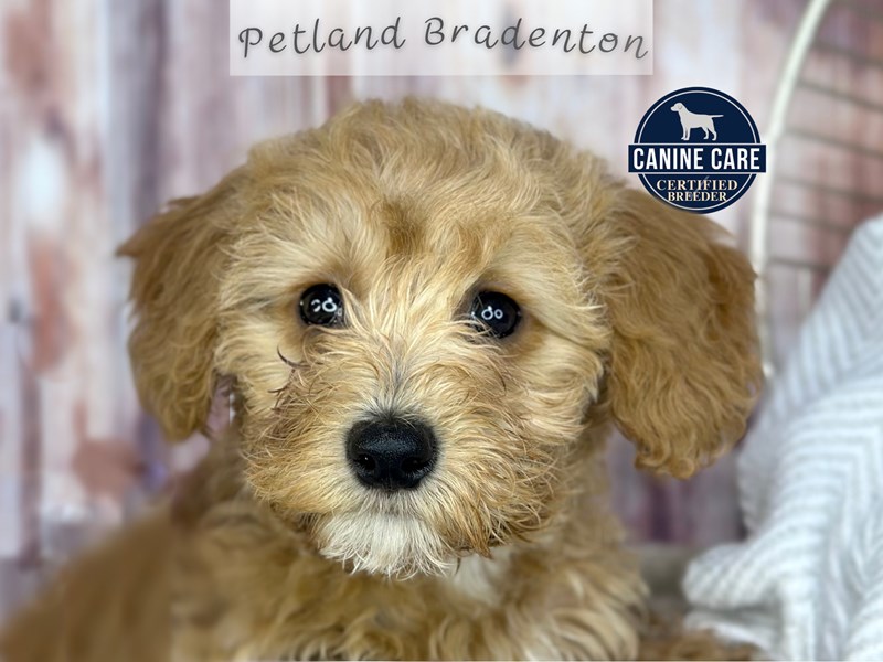 Puppies for Sale Near You Petland Bradenton Pet Store Florida