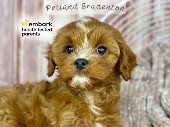Available Pets - Petland Bradenton, Florida