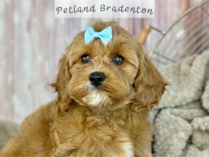 Available Pets - Petland Bradenton, Florida