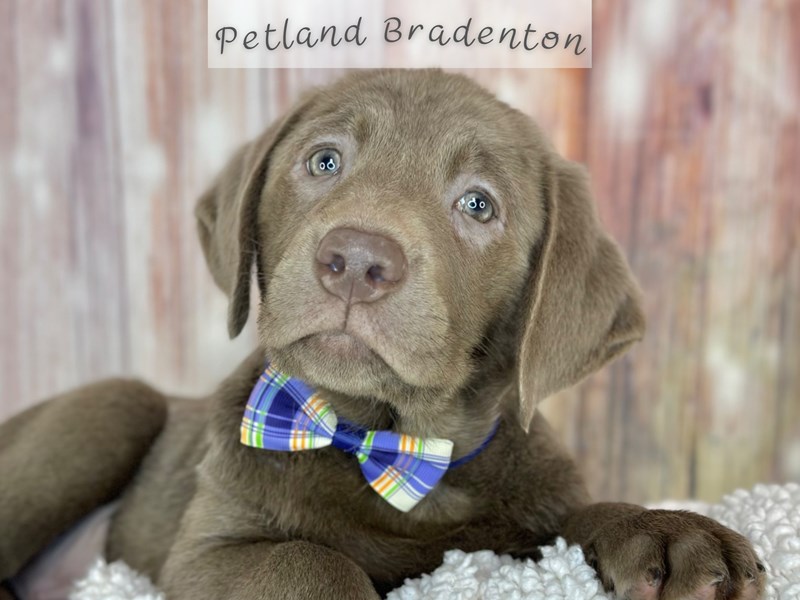 Puppies for Sale Near You Petland Bradenton Pet Store Florida