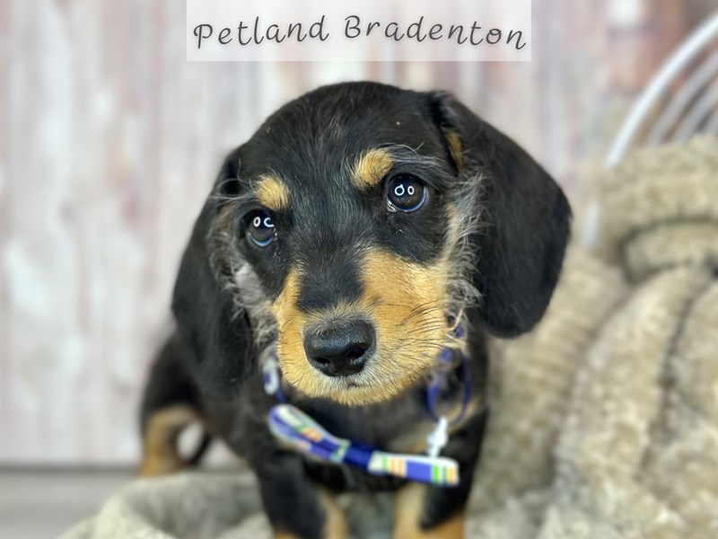 Puppies for Sale Near You Petland Bradenton Pet Store Florida