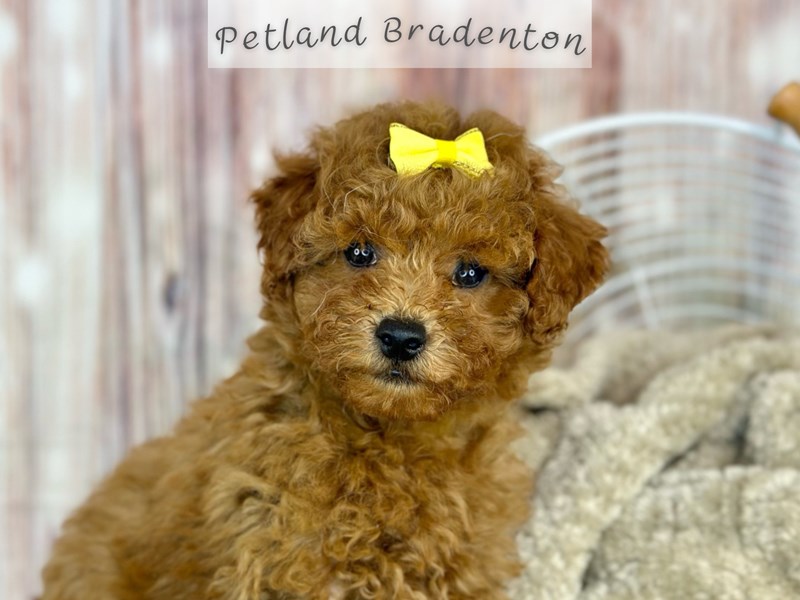 Puppies for Sale Near You Petland Bradenton Pet Store Florida