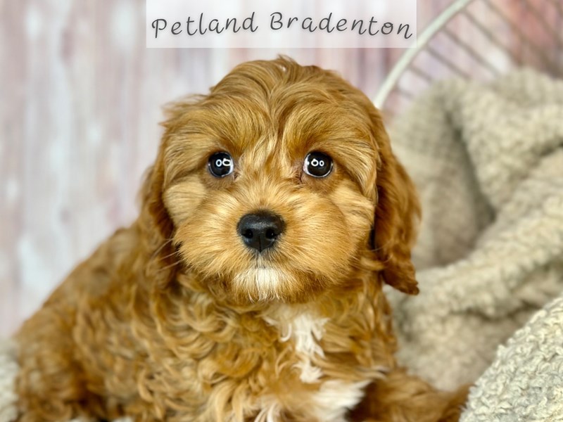 Available Pets - Petland Bradenton, Florida