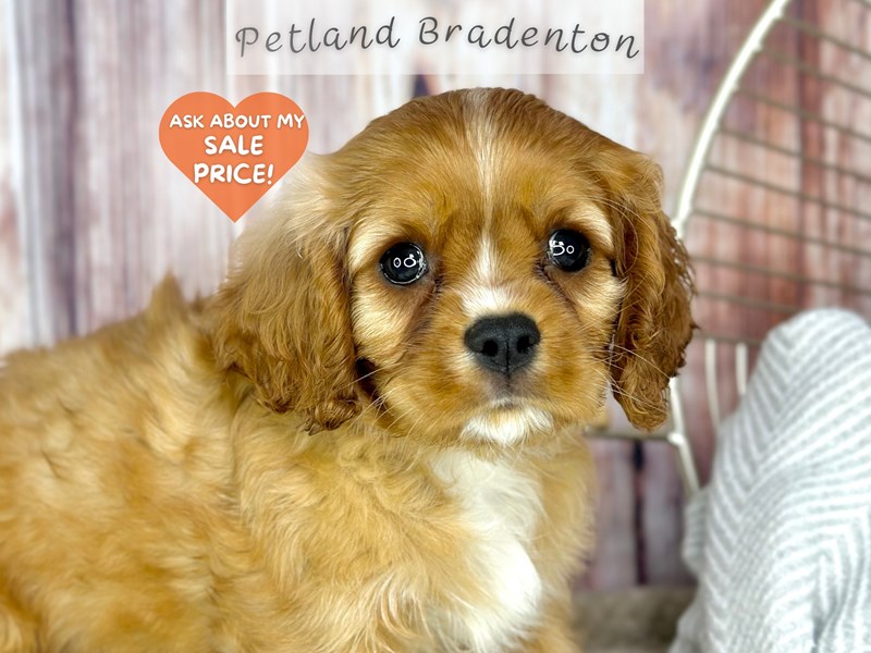 Available Pets - Petland Bradenton, Florida