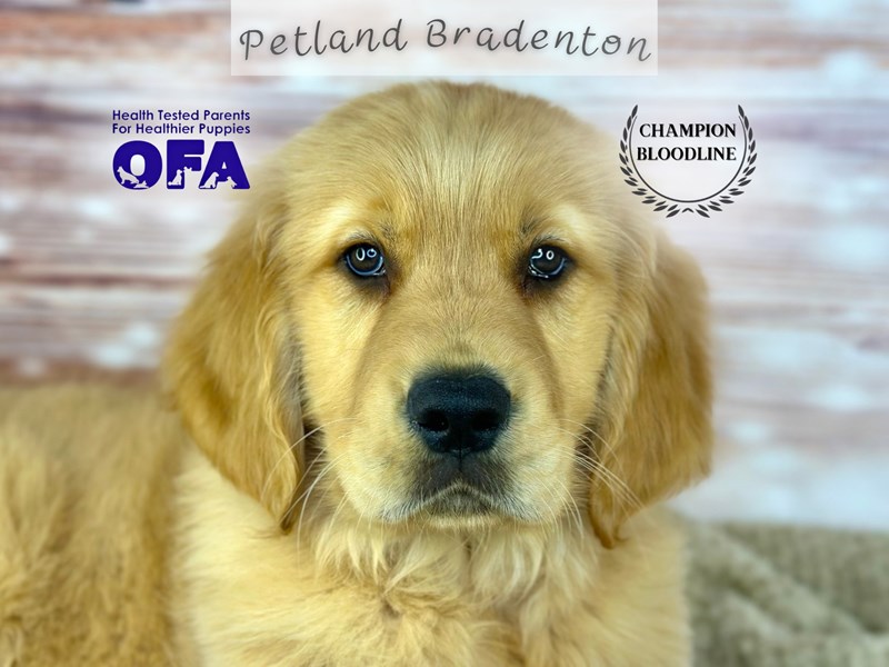 Puppies for Sale Near You Petland Bradenton Pet Store Florida