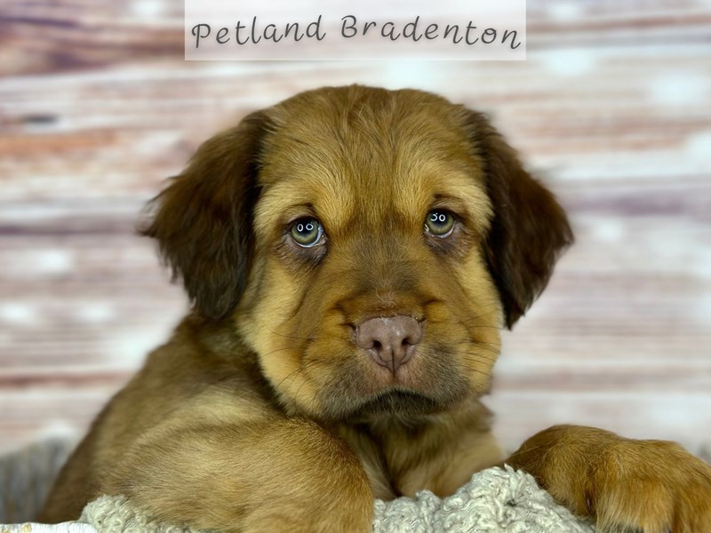 Mini Hippo Puppies For Sale Petland Bradenton, Florida