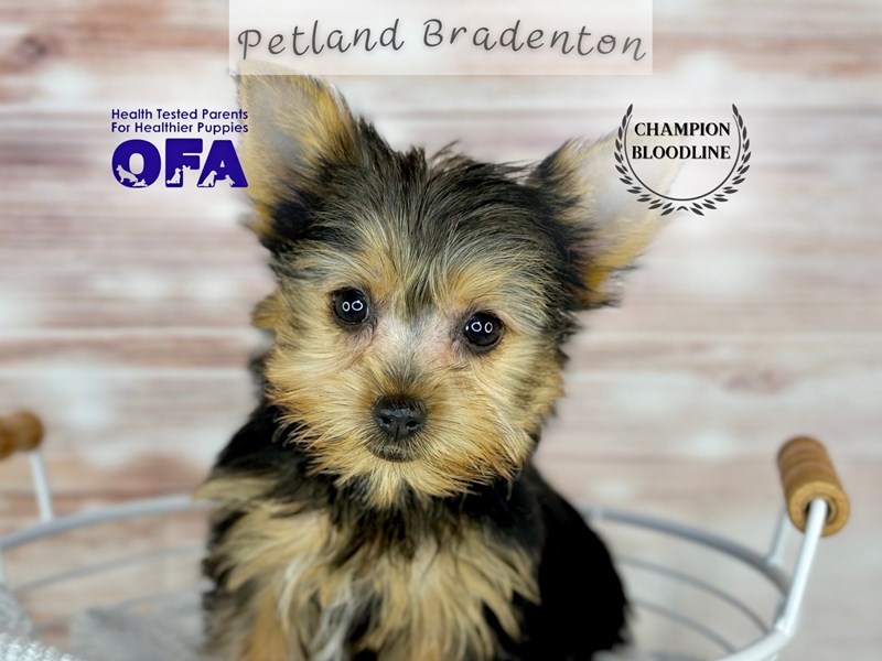 Puppies for Sale Near You Petland Bradenton Pet Store Florida