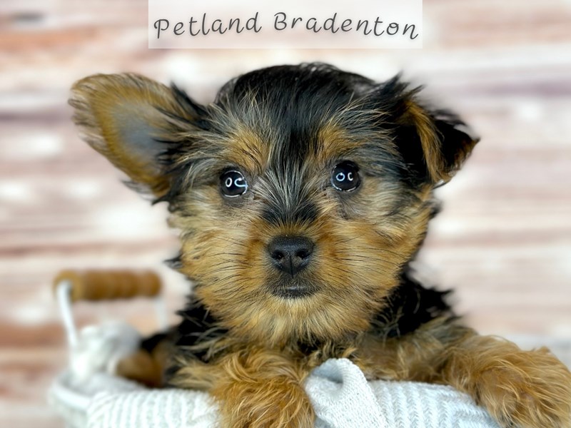 Puppies for Sale Near You Petland Bradenton Pet Store Florida