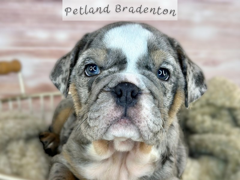 Puppies for Sale Near You Petland Bradenton Pet Store Florida