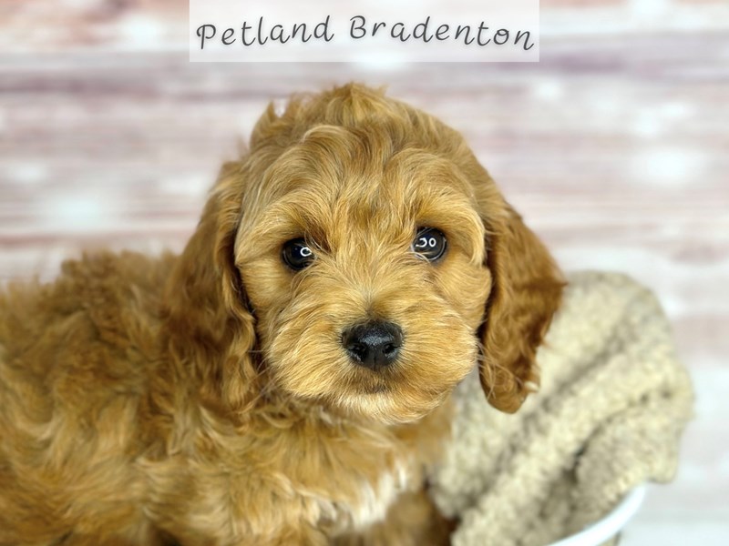 Puppies for Sale Near You – Petland Bradenton Pet Store Florida